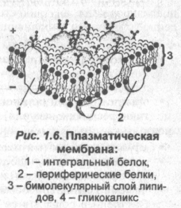 plazmennaya-membrana